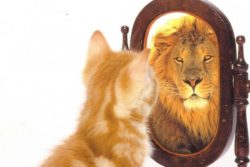 targeted advertising self perception cat looking in mirror