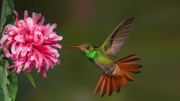 kansas city hummingbird update 