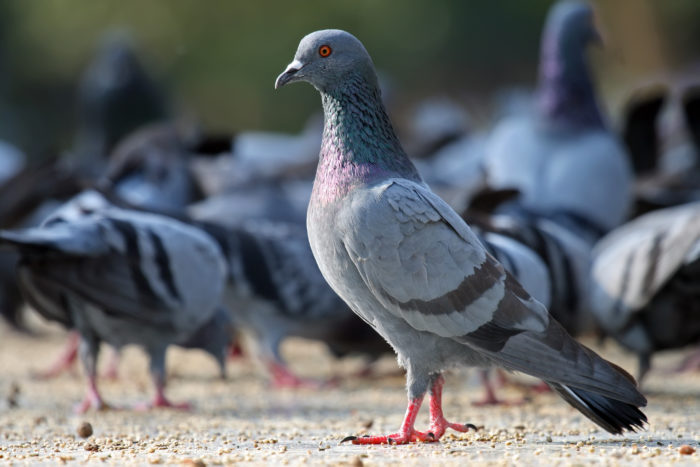 kansas city seo pigeon update
